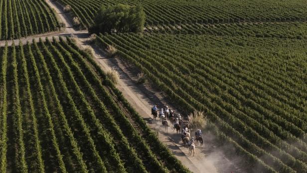 Mehrere Reiter mit Hüten reiten auf einem staubigen Weg zwischen ordentlich angelegten Weinrebenfeldern entlang.