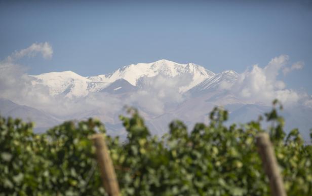 Im Vordergrund Weinreben, im Hintergrund schneebedeckte Berge unter blauem Himmel mit einigen Wolken.