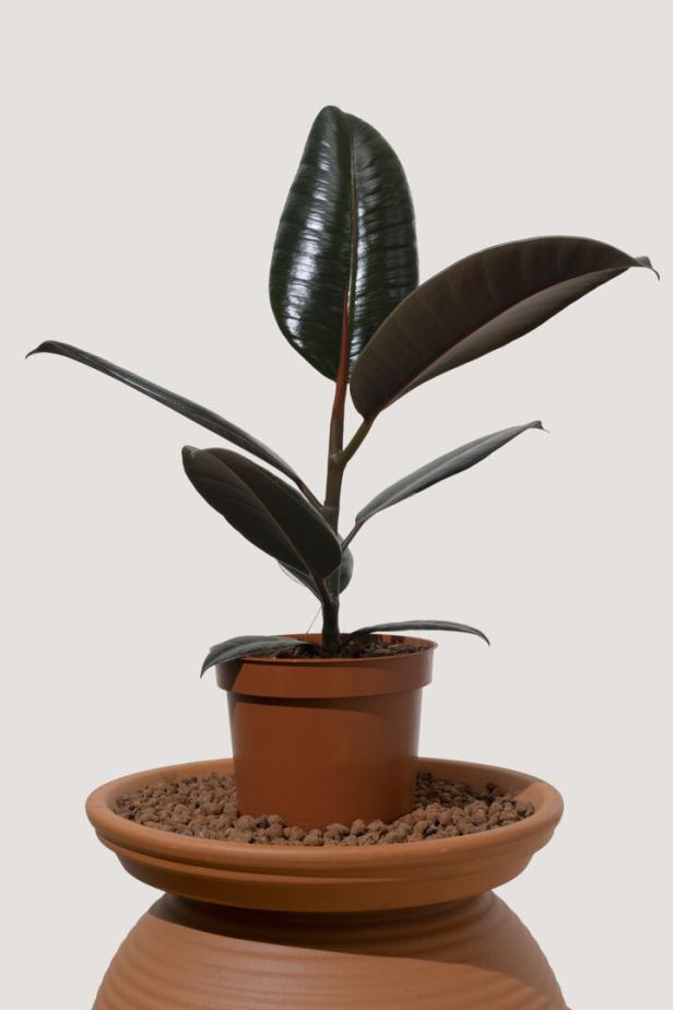 Ficus Elastica Abidjan