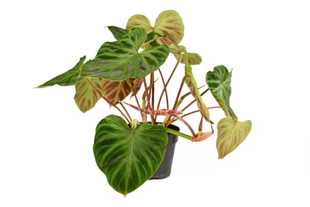 Tropical 'Philodendron Verrucosum' houseplant with dark green veined velvety leaves