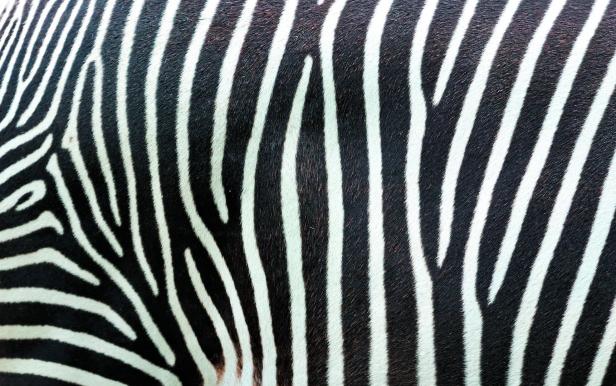 Close-up view of zebra stripes