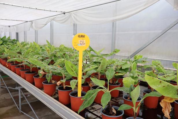 In einem Gewächshaus stehen viele Bananenpflanzen in braunen Töpfen, mit einem gelben Schild.