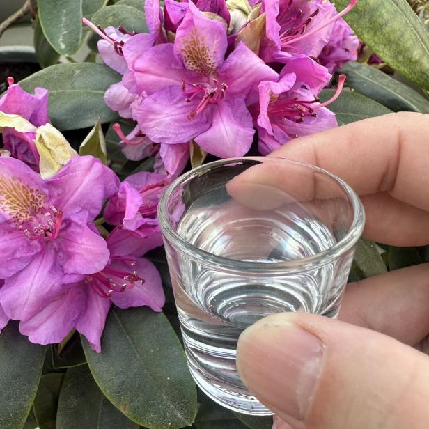 Eine Hand hält ein Glas Ouzo vor einem Hintergrund aus rosa Rhododendronblüten.