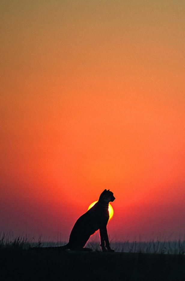 Die Silhouette eines Geparden sitzt vor der untergehenden Sonne in einer weiten Graslandschaft.