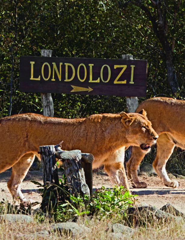 Zwei Löwinnen laufen vor einem hölzernen Wegweiser mit der Aufschrift „Londolozi“ durch eine Buschlandschaft.