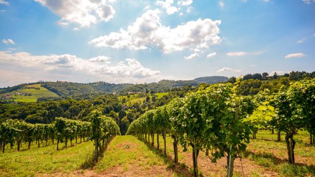 Zu sehen sind Pannonische Weinreben