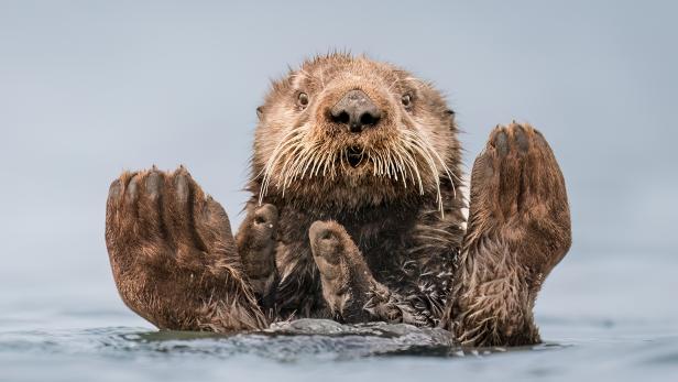 Wildlife Comedy Awards 2024: Charles Janson "Otter Guru"