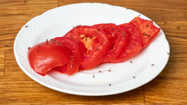 Fruchtfliegen machen sich über überreife Früchte - hier etwa Tomatenscheiben - besonders gerne her. 