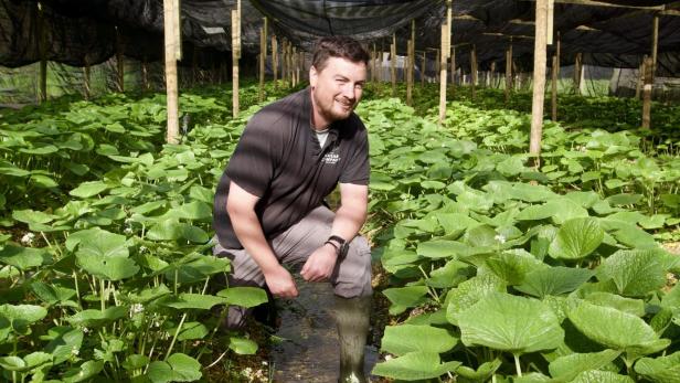 Lee McKendrick at the Wasabi Farm