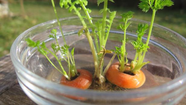 Mehrere grüne Karottengrün-Triebe wachsen aus zwei in Wasser eingelegten Karottenstücken in einer Glasschale.