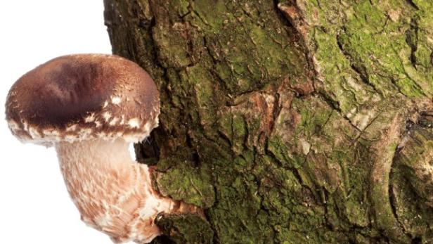 Vier braune Pilze mit hellen Schuppen wachsen an einem moosbedeckten Baumstamm.