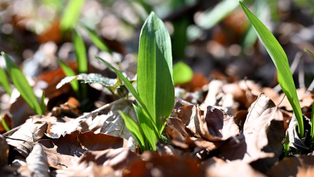 ++ THEMENBILD ++ PFLANZEN / WALD / KLIMA / NATUR / BÄRLAUCH