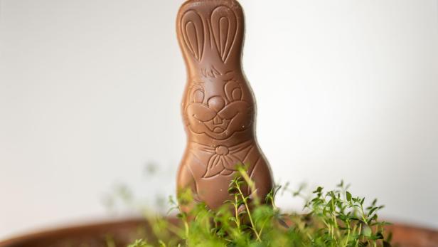 Ein Schokoladenhase steht in einem Blumentopf zwischen grünen Pflanzen.