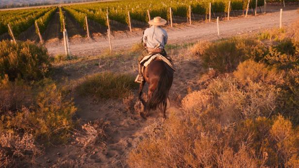 Ein Reiter mit Hut reitet auf einem Pferd durch trockenes Gestrüpp in Richtung eines Weinbergs bei Sonnenuntergang.