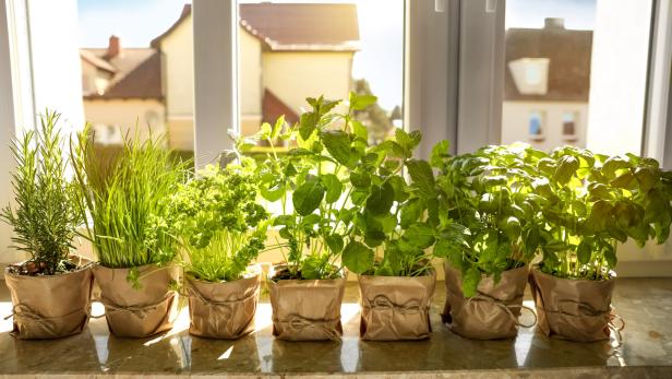 Verschiedene Kräuter wie Schnittlauch und Basilikum stehen in Töpfen auf einem Fensterbrett.
