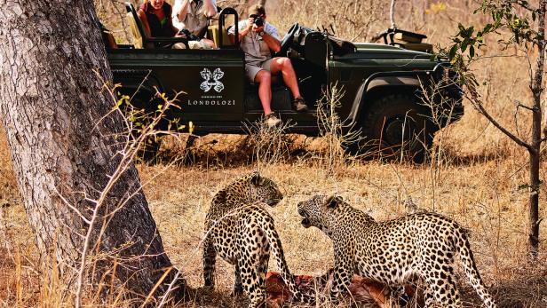 Zwei Leoparden fressen an einer Beute im trockenen Gras, während Menschen im Safarifahrzeug sie beobachten.