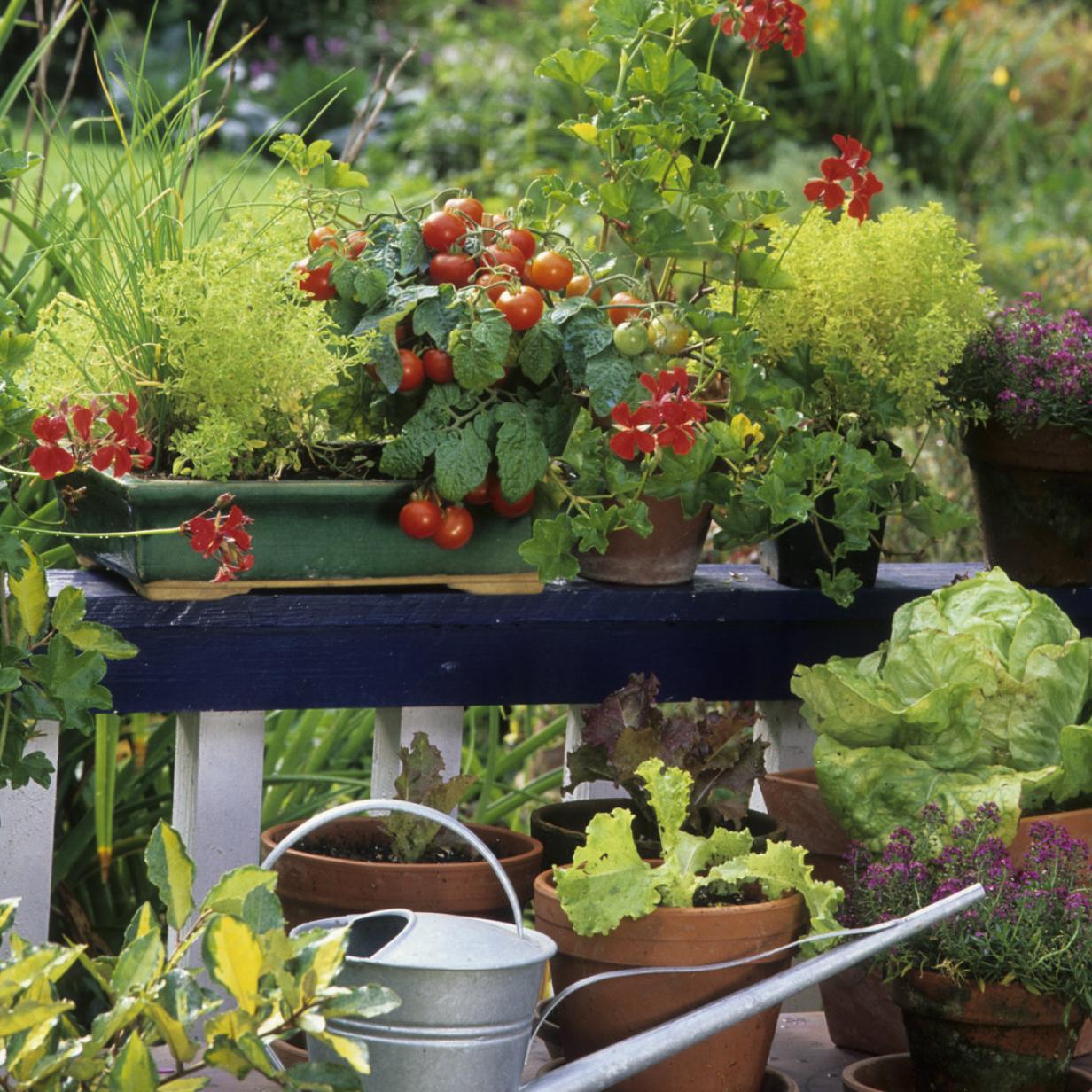Gartentipps 5 Gemüsesorten, die auch für Anfänger zum Anbau sind