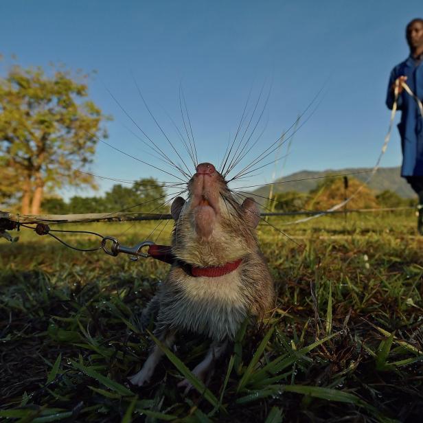 Die Riesenhamsterratten sind im Entminungsdienst tätig.