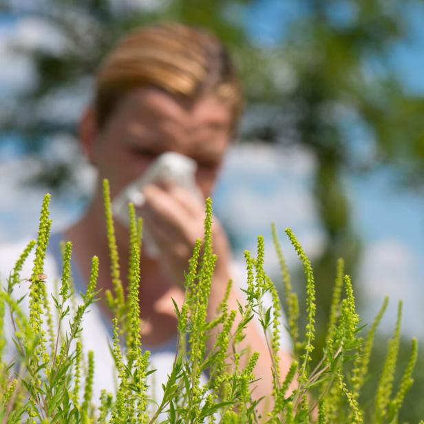 ambrosia Eine Frau schnäuzt sich hinter blühendem Ragweed.
