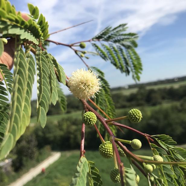 Ein Zweig mit grünen Blättern, einer weißen Blüte und kleinen, runden, grünen Knospen vor einem unscharfen Hintergrund.