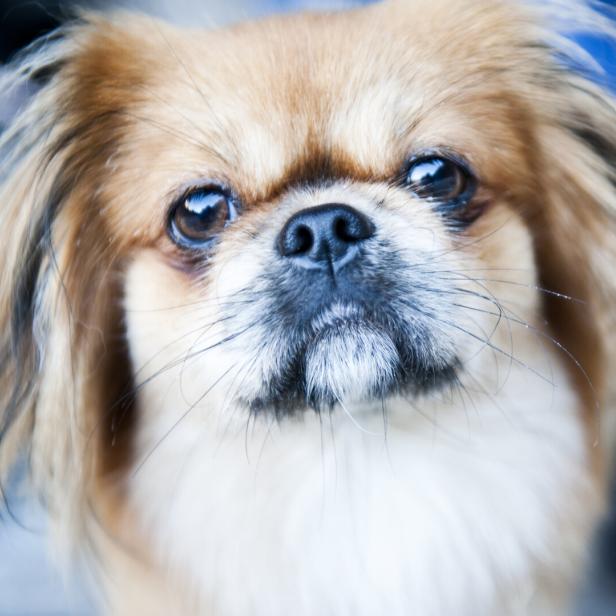 Ein Pekinese schaut in die Kamera.