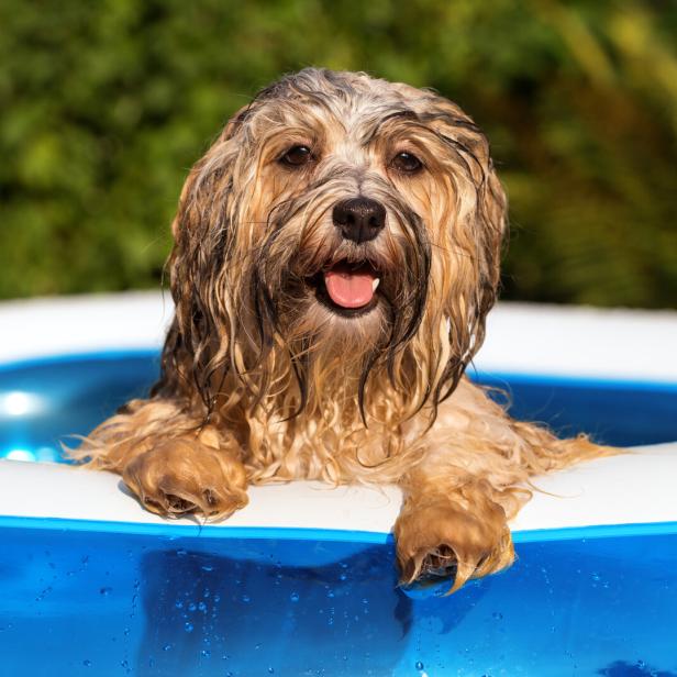 Hund plantscht im Pool