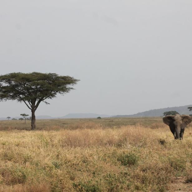 Man begegnet in der Serengeti so vielen Elefanten, dass einer alleine auffällt. Er passt zur aktuellen Situation im berühmtesten Nationalpark der Welt.
