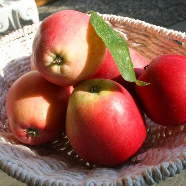 Rote Äpfel liegen von der Sonne beschienen in einer geflochtenen Obstschale