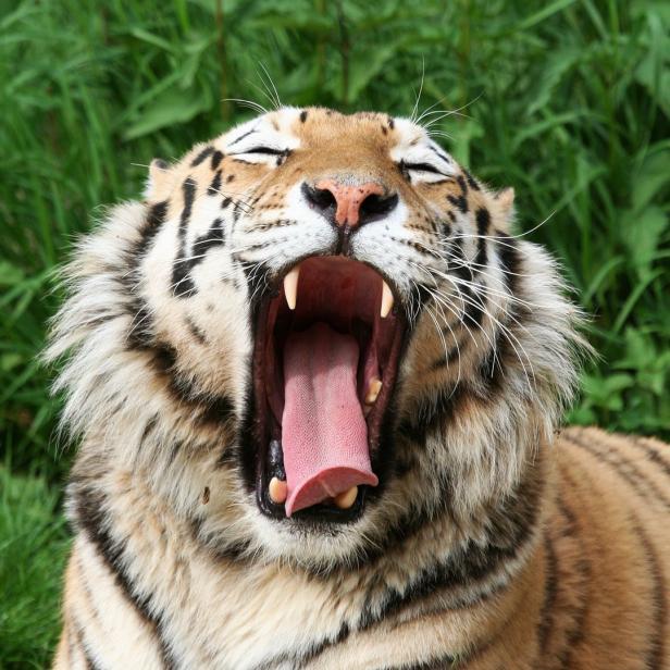 Tiger reißen das Maul lange auf.