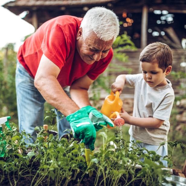 Ein Großvater und sein Enkel gießen die Pflanzen im Garten. Aber machen sie es auch 