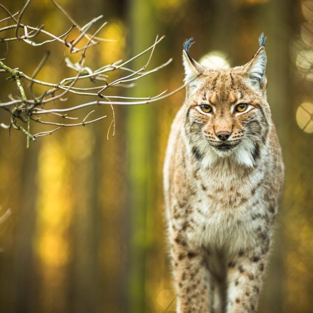 Ein eurasischer Luchs steht in den Kalkalpen.