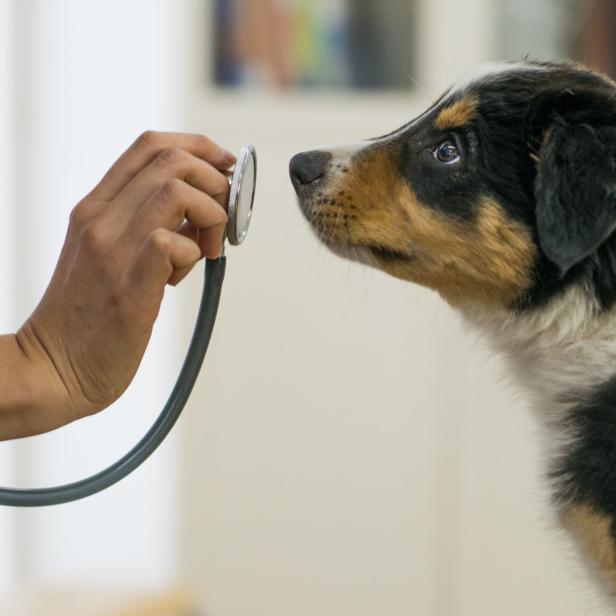 Ab dem Welpenalter können Spürhunde auf alles trainiert werden, was Geruchsmoleküle hinterlässt.