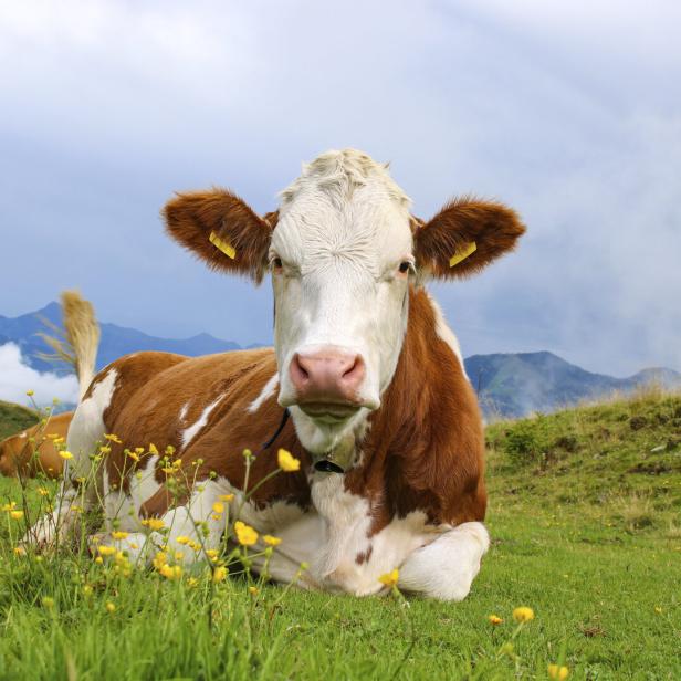 Durch eine genetische Veränderung enthält die Milch der Kuh Insulin.
