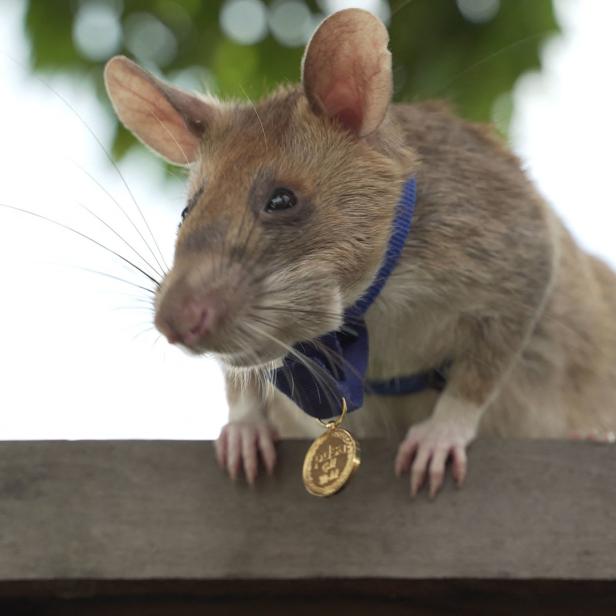 Magawa hatte 2020 als erste Ratte überhaupt den höchsten britischen Tierorden erhalten.