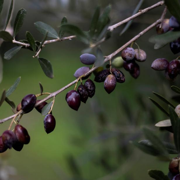 Damaged olives are seen at Michalis Antonopoulos's olive grove in Kalamata