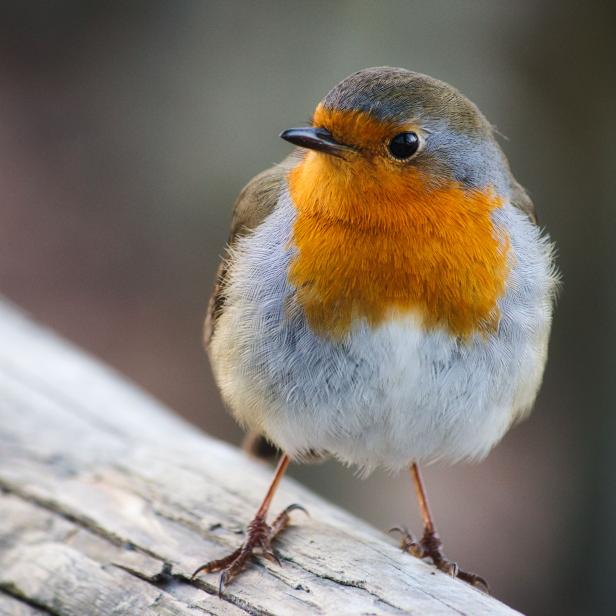 Close-up portrait of a beautiful robin with red breast
