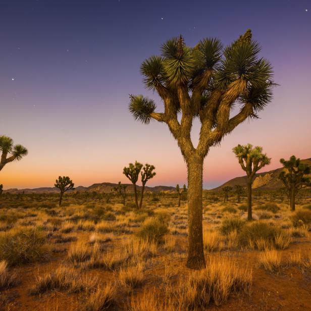 Die Mojave-Wüste im Westen der USA ist 35.000 km² groß und gilt als einer der ruhigsten Plätze der Erde, insbesondere in den Kelso-Dünen gibt es kaum Geräusche