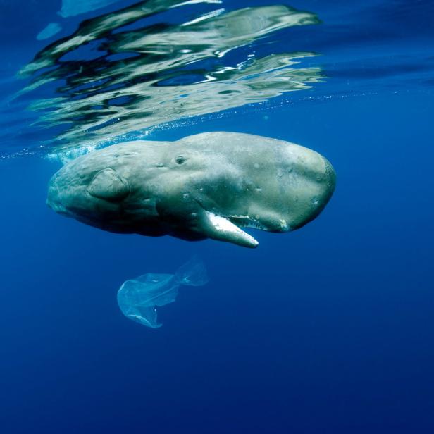 Pottwale schwimmen im Mittelmeer. Die Meeressäuger haben das größte Gehirn aller Lebewesen. Sie können bis zu zwei Stunden tauchen. Status: gefährdet.
