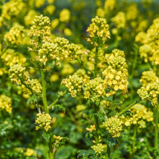 Mustard Flowers field - Sinapis Alba