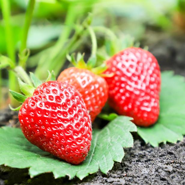 Erdbeeren: Aktuelle Infos zu Selberpflück-Felder 2023.