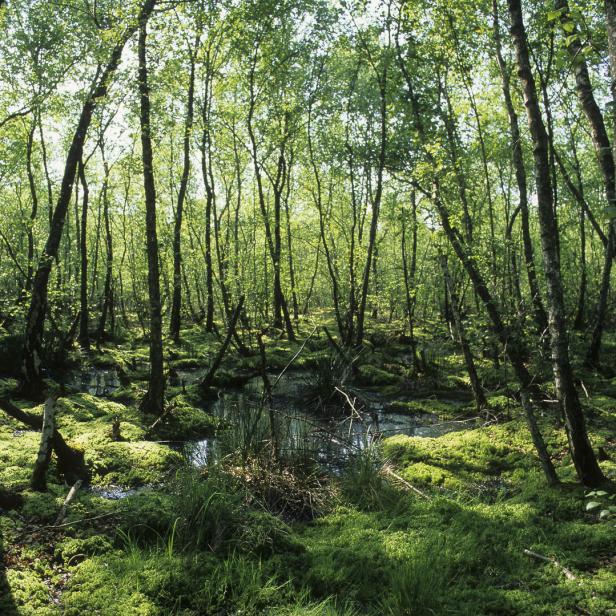 Bedrohte Lebensräume: Niedermoore sind besonders idyllisch – Torfmoose wachsen allerdings vor allem in Hochmooren.