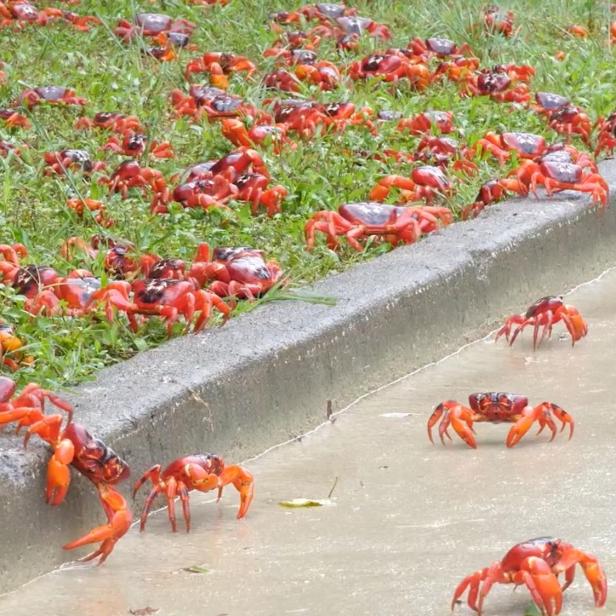 Annual red crabs migration on Christmas Island