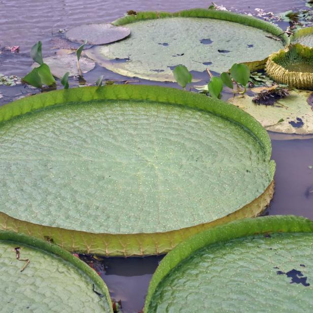 Symbolbild einer riesigen Seerose aus Paraguay