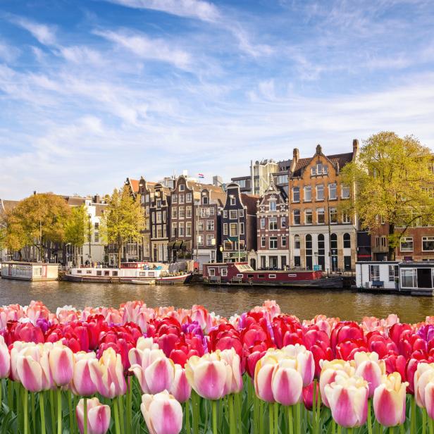 Im Vordergrund pinke und rote Tulpen, dahinter Kanal und Häuser in Amsterdam