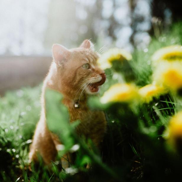 Cat in garden - Stock-Fotografie