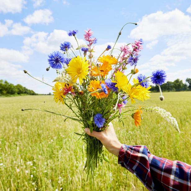 Woman's hand holding a colorful bouquet of wild flowers in summer - Stock-Fotografie