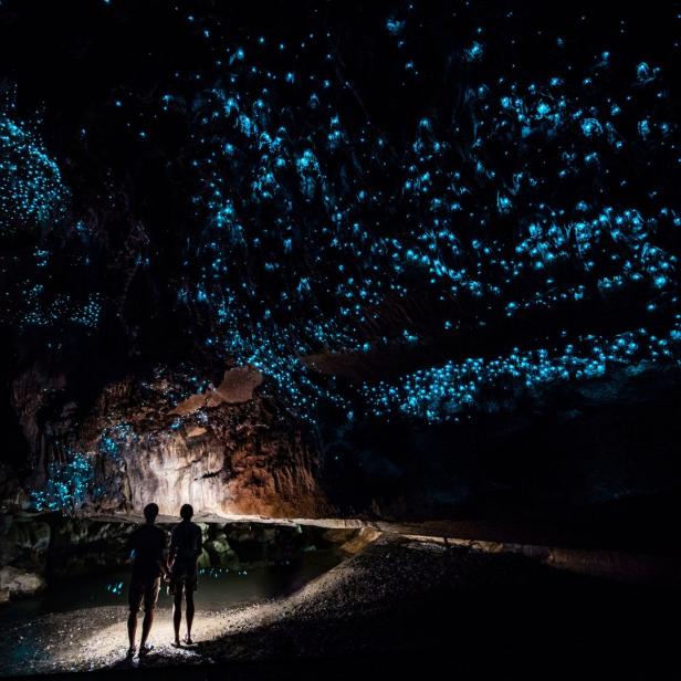 Irreführend:In der neuseeländischen Glühwürmchen-Höhle leuchten Mückenlarven