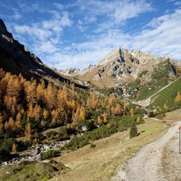 Enzian wird im Sommer auf dem Salzburger Almenweg gepflückt und im Herbst als „Schnapserl“ serviert