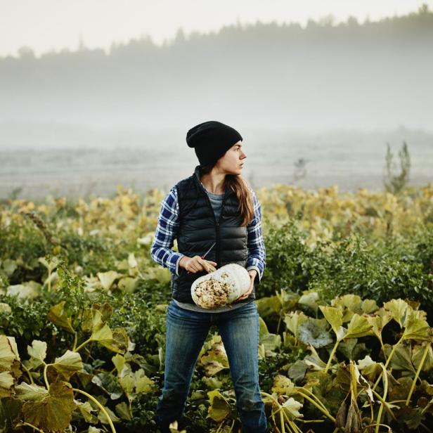 Female organic farmer harvesting squash - Stock-Fotografie