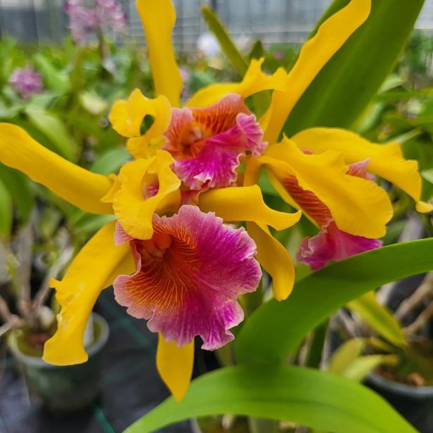 Eine gelb-pinke Orchideen-Nachzüchtung in Schönbrunn